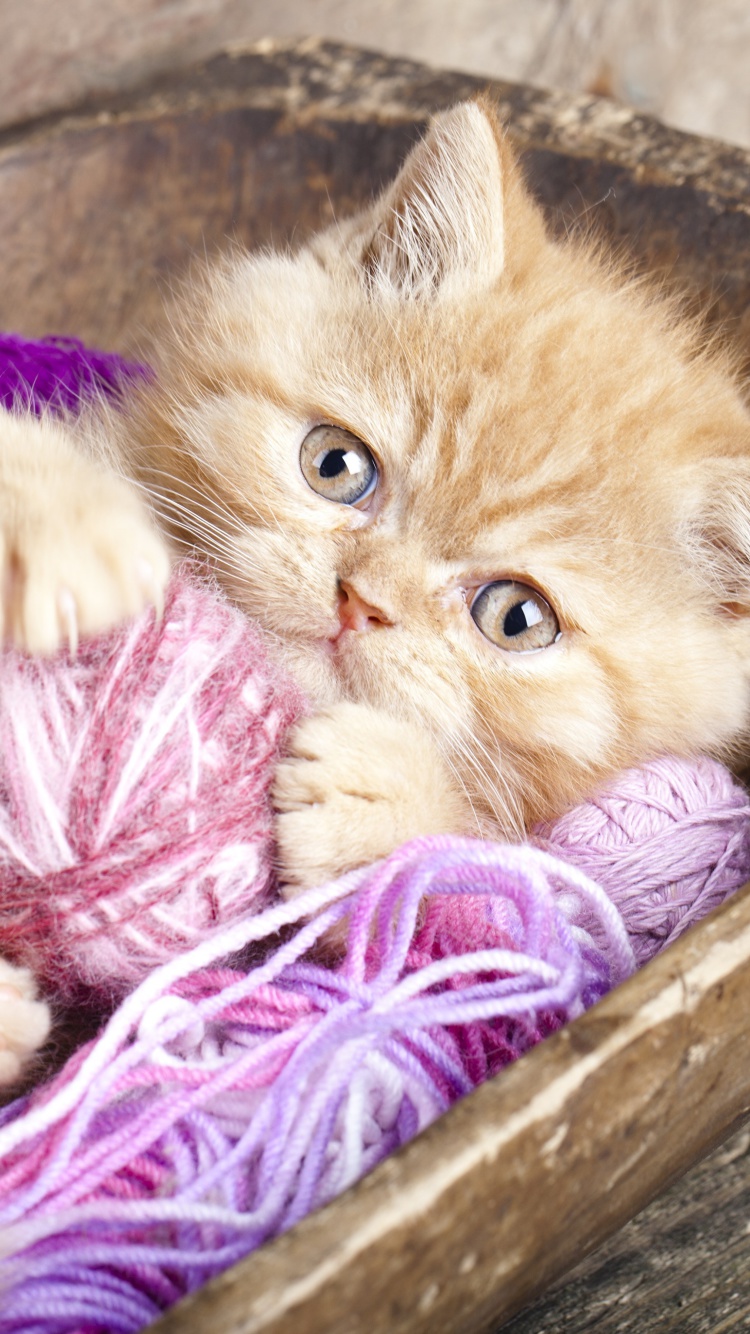 Das Cute Kitten Playing With A Ball Of Yarn Wallpaper 750x1334