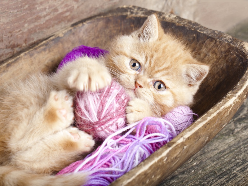 Cute Kitten Playing With A Ball Of Yarn wallpaper 800x600