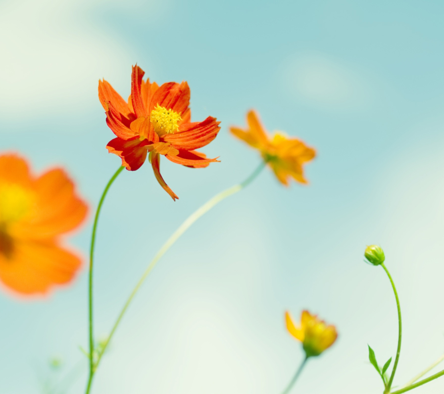 Screenshot №1 pro téma Orange Summer Flowers 1440x1280