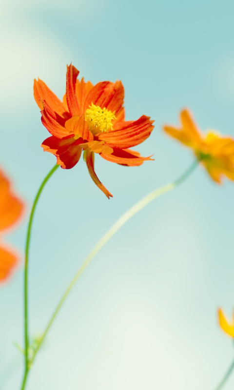Обои Orange Summer Flowers 480x800