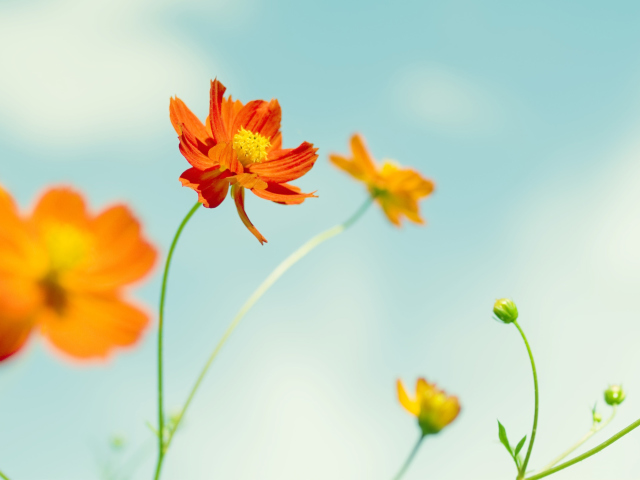 Orange Summer Flowers screenshot #1 640x480