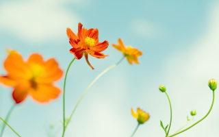 Orange Summer Flowers - Obrázkek zdarma pro HTC EVO 4G