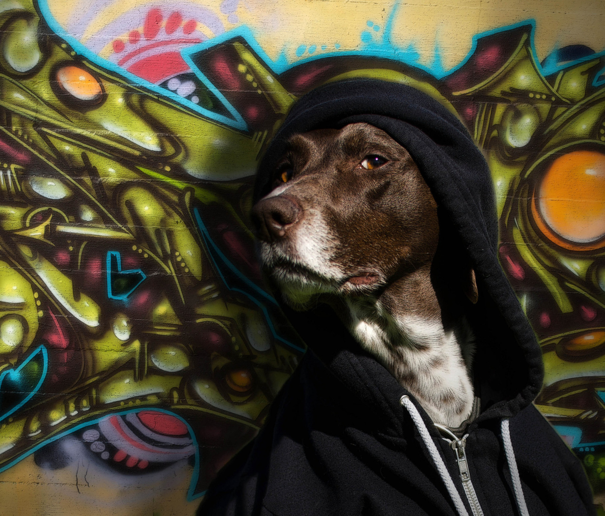 Обои Portrait Of Dog On Graffiti Wall 1200x1024