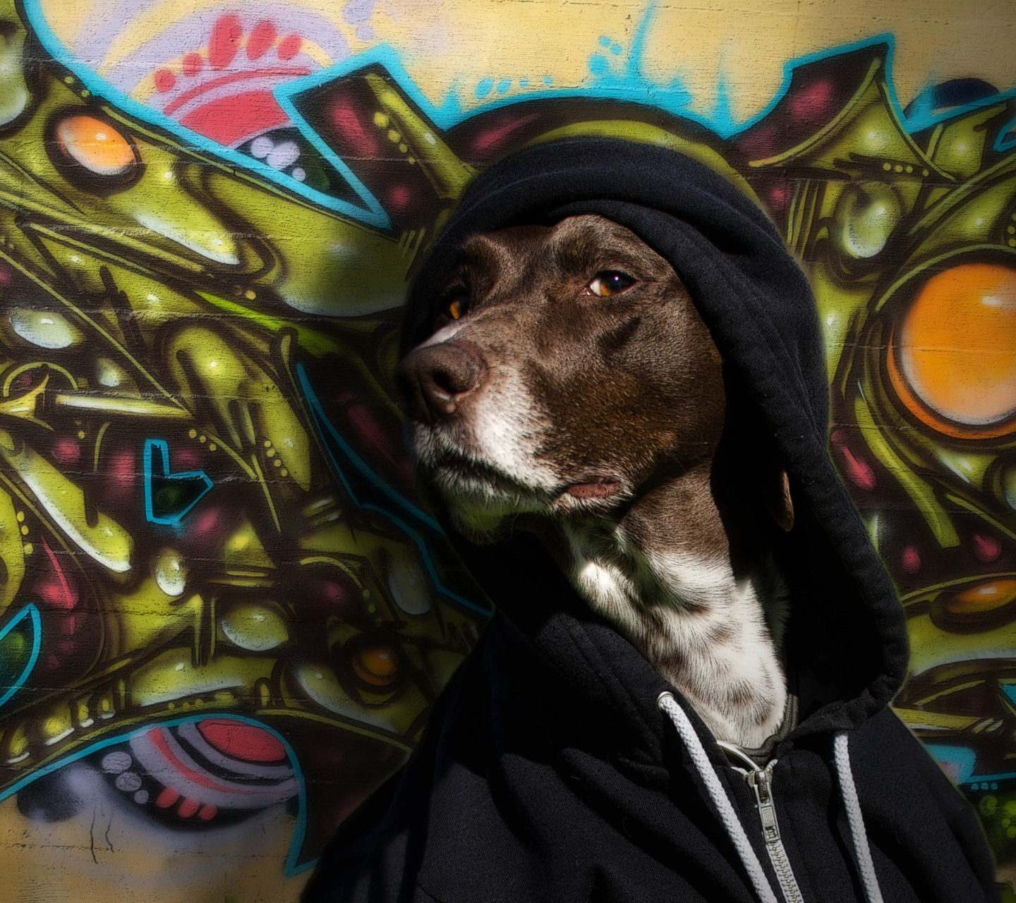 Das Portrait Of Dog On Graffiti Wall Wallpaper 1440x1280