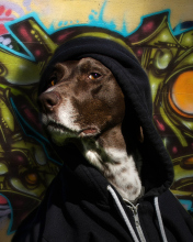 Das Portrait Of Dog On Graffiti Wall Wallpaper 176x220