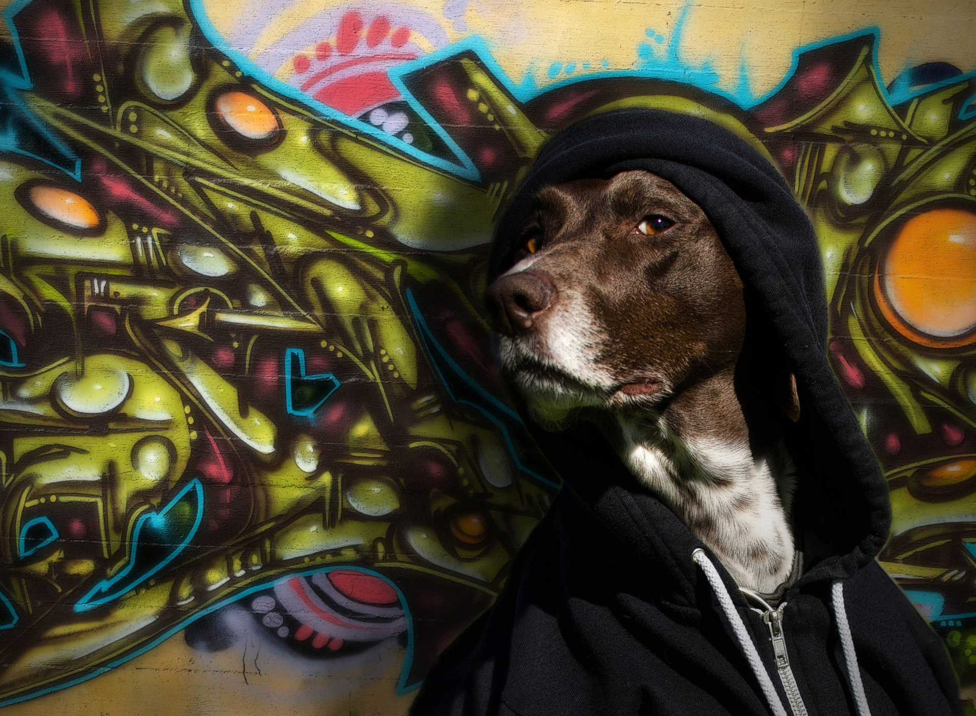 Das Portrait Of Dog On Graffiti Wall Wallpaper 1920x1408