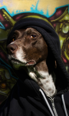 Fondo de pantalla Portrait Of Dog On Graffiti Wall 240x400