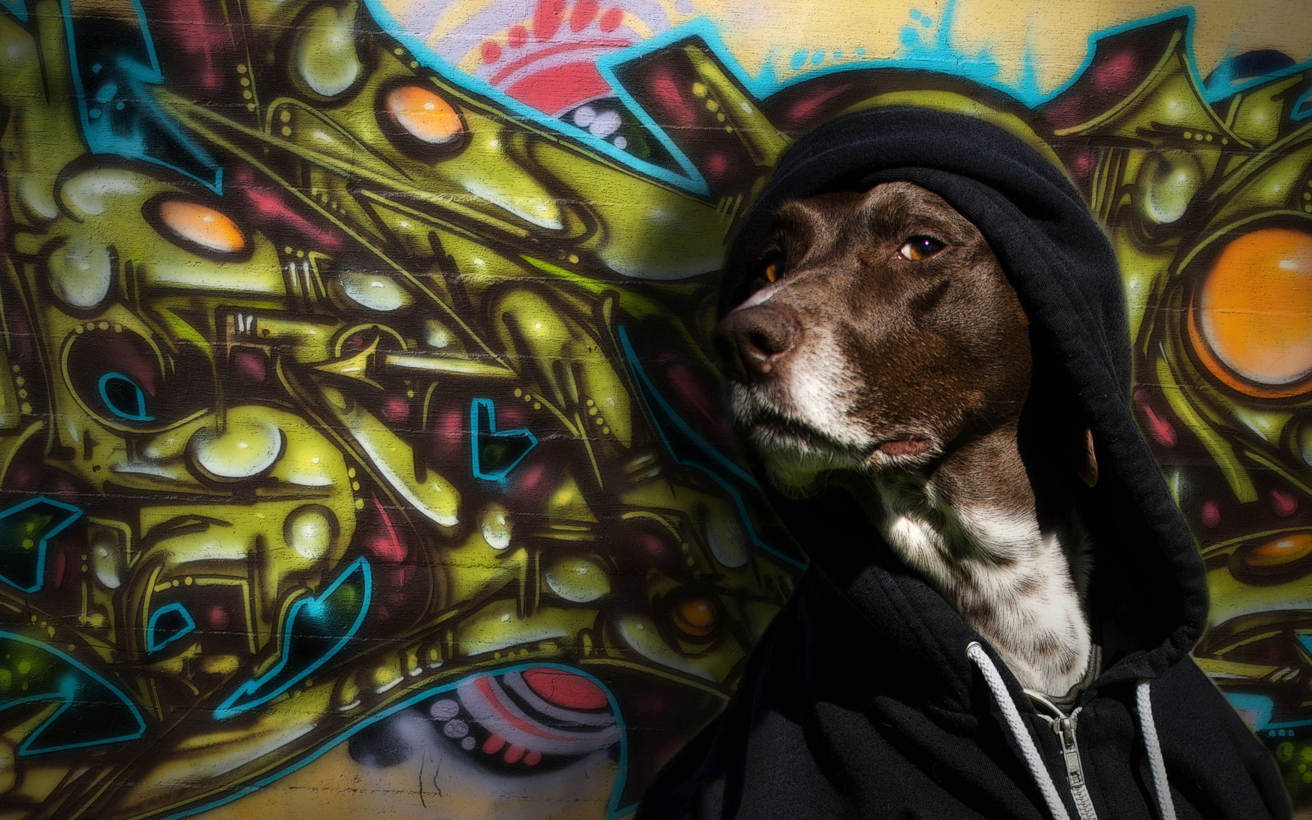 Screenshot №1 pro téma Portrait Of Dog On Graffiti Wall 2560x1600