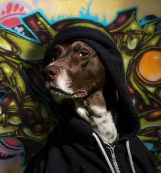 Portrait Of Dog On Graffiti Wall - Obrázkek zdarma pro 208x208