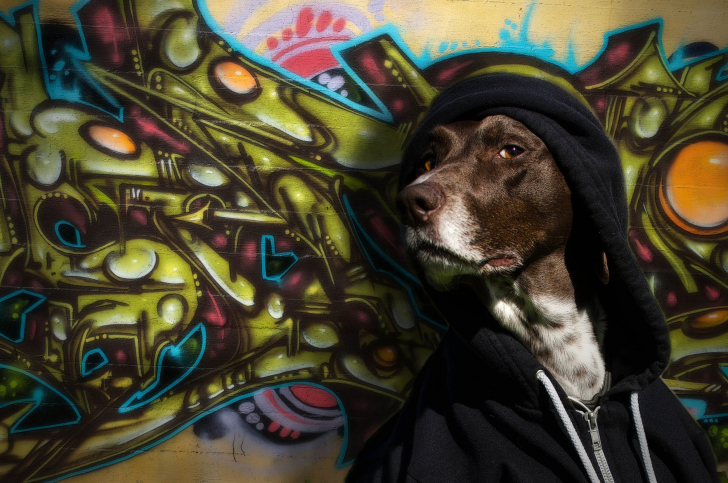 Portrait Of Dog On Graffiti Wall wallpaper