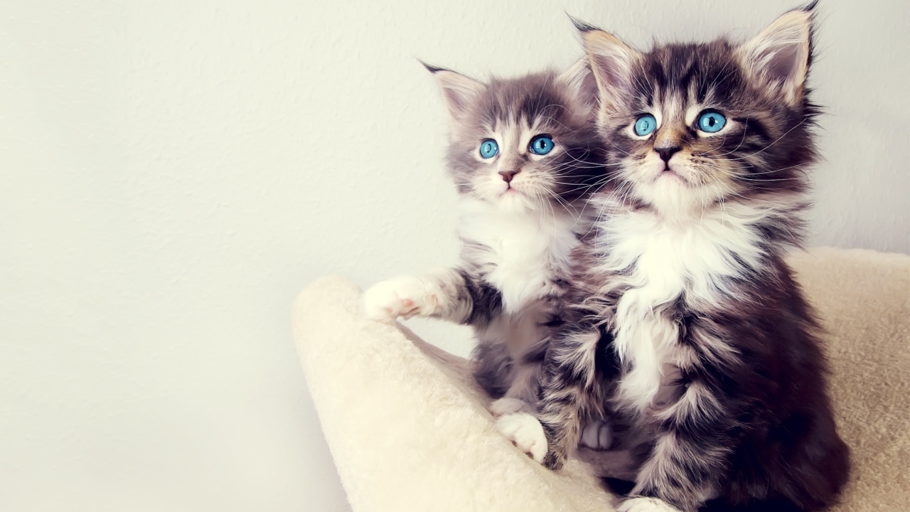 Fondo de pantalla Cute Kittens 1280x720