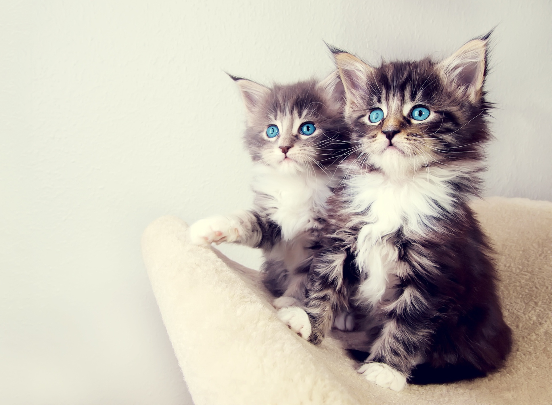 Обои Cute Kittens 1920x1408