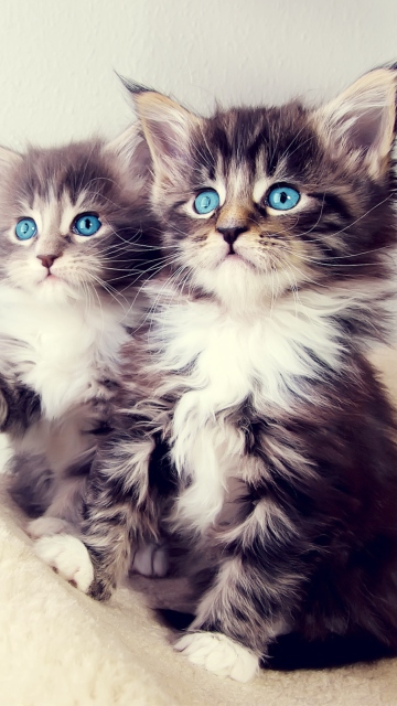 Cute Kittens wallpaper 360x640