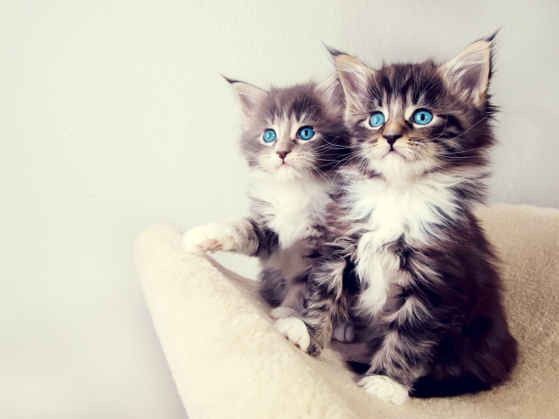 Cute Kittens screenshot #1 800x600