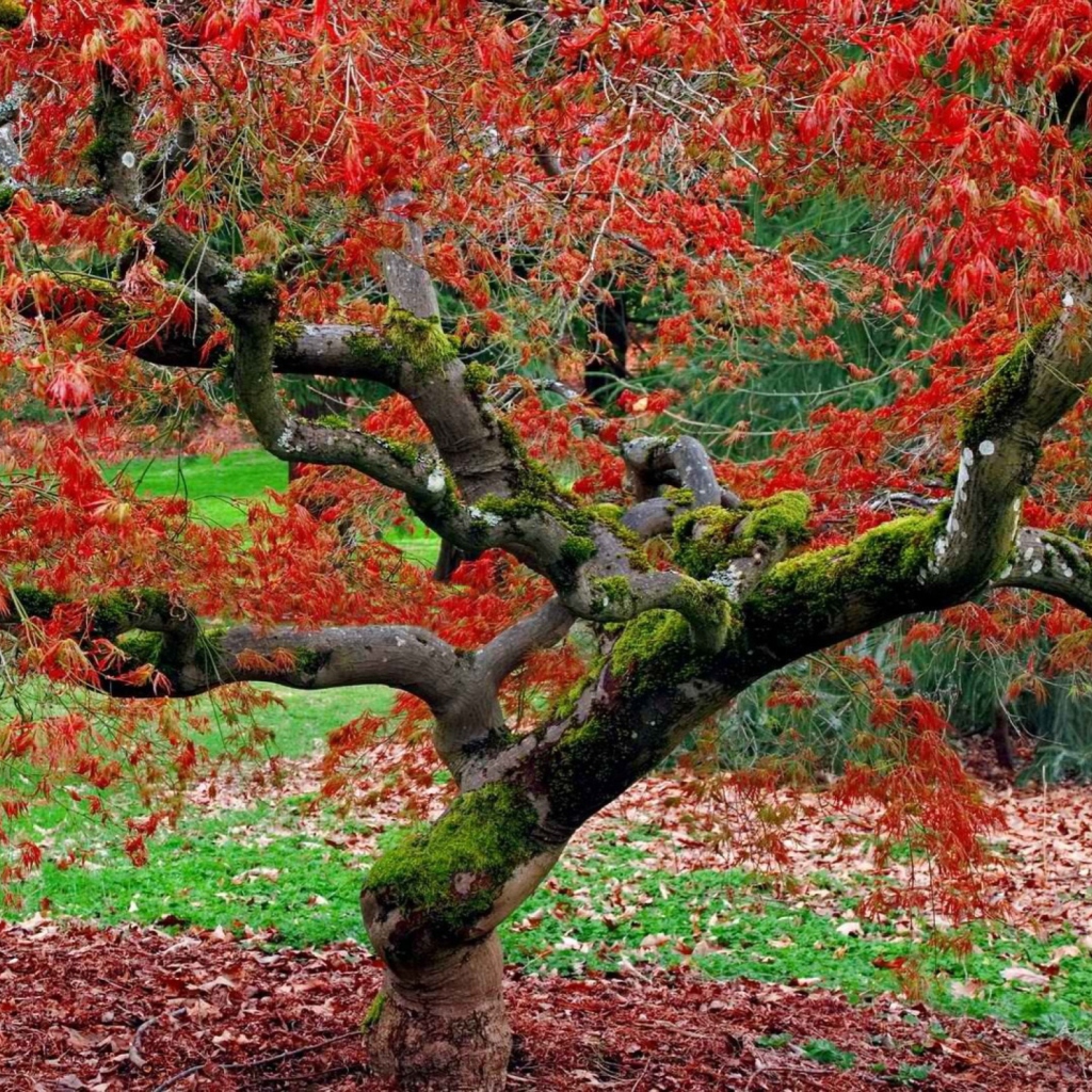 Fondo de pantalla Red Leaves In Autumn 1024x1024
