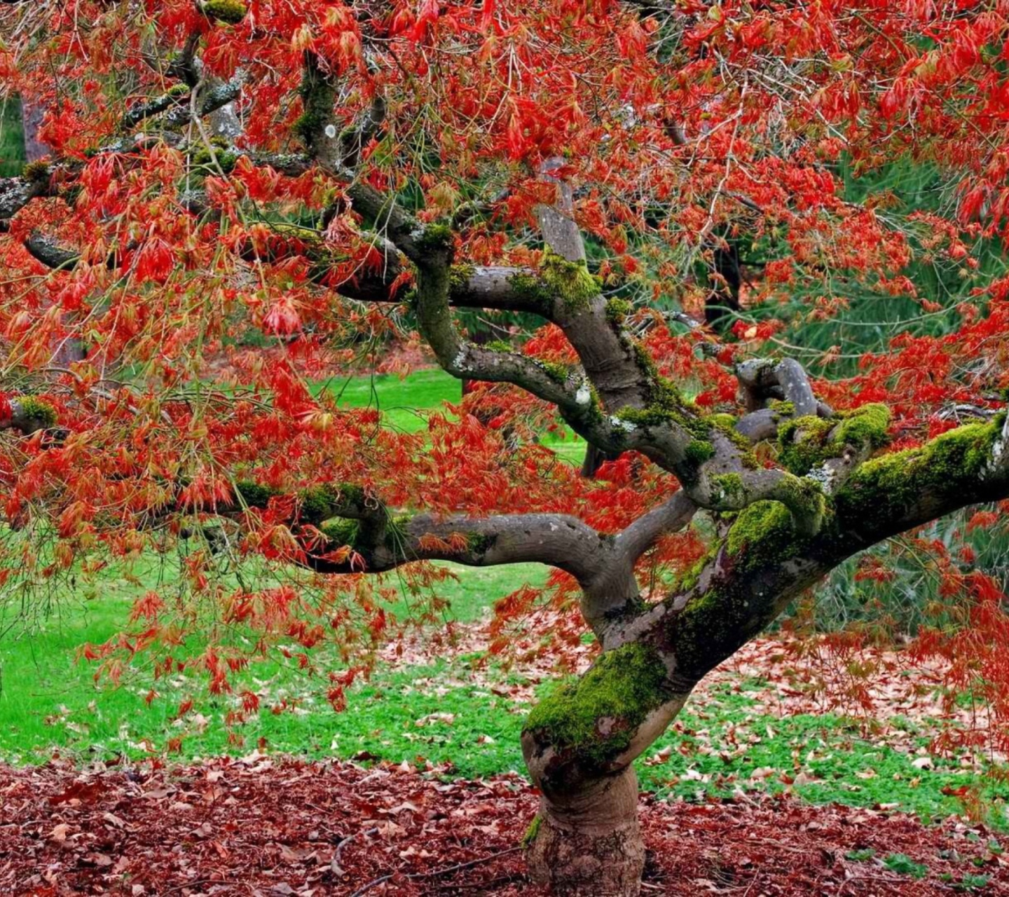 Fondo de pantalla Red Leaves In Autumn 1440x1280