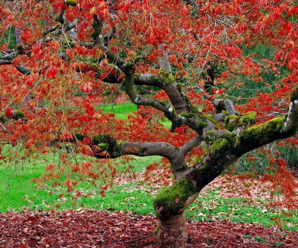 Fondo de pantalla Red Leaves In Autumn 960x800