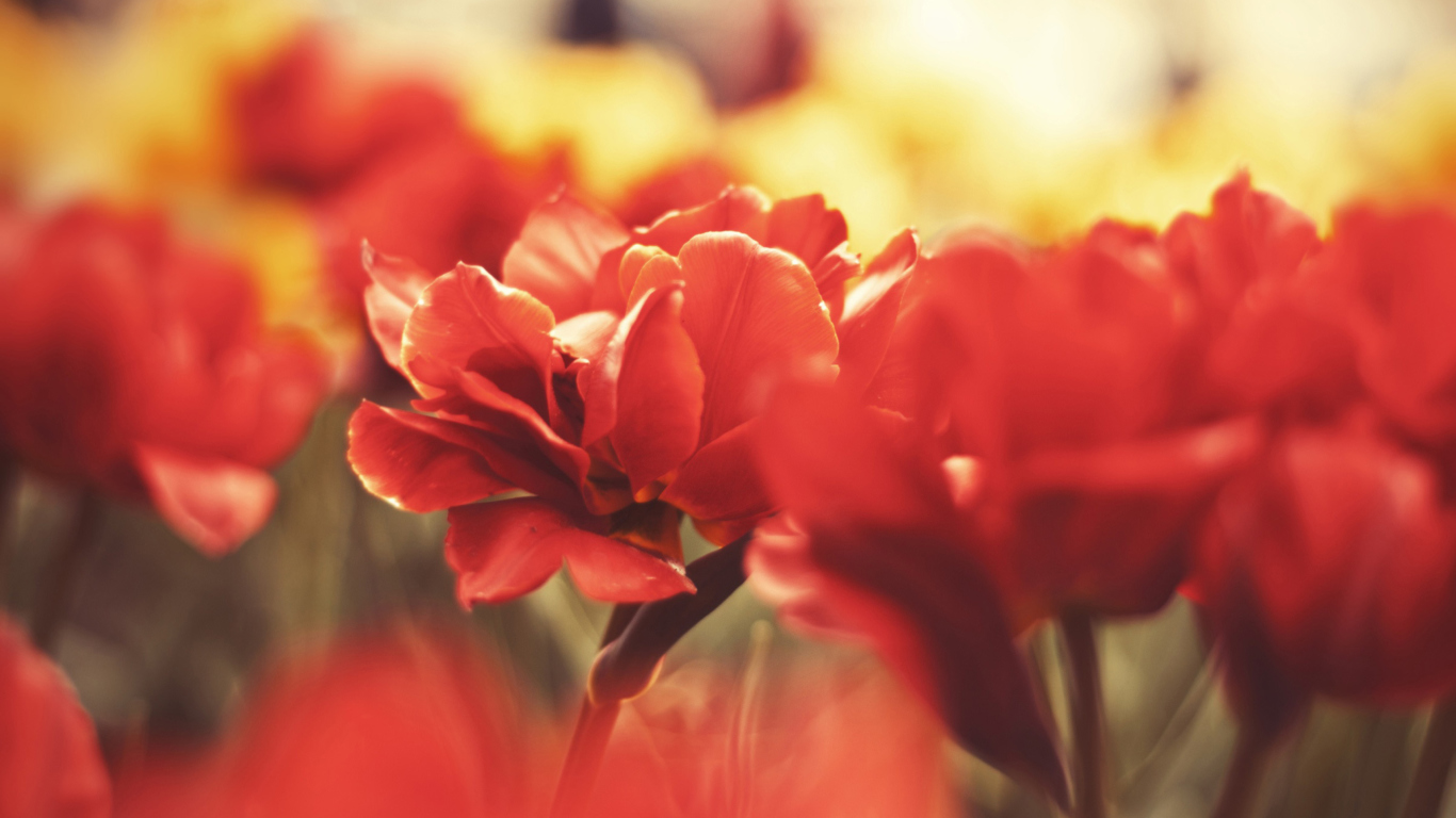 Screenshot №1 pro téma Red Flowers 1366x768