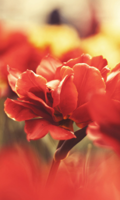 Red Flowers screenshot #1 240x400