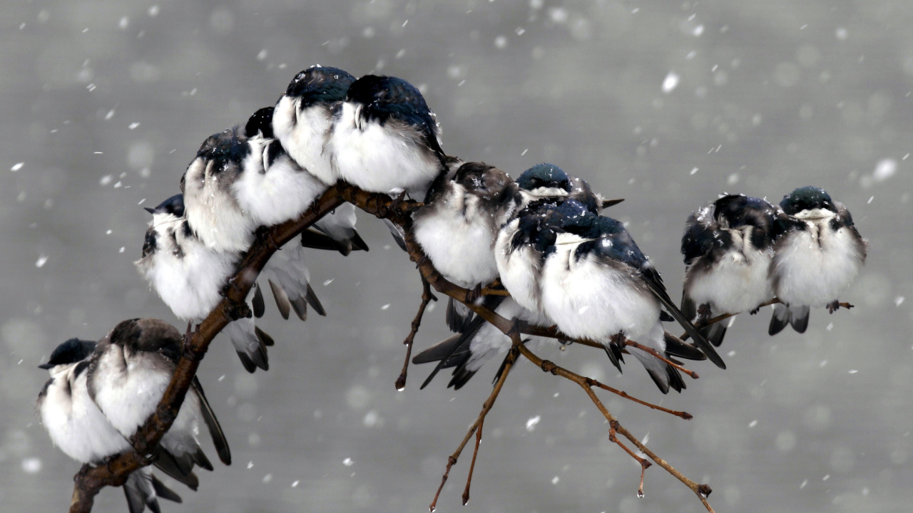 Sfondi Frozen Sparrows 1280x720