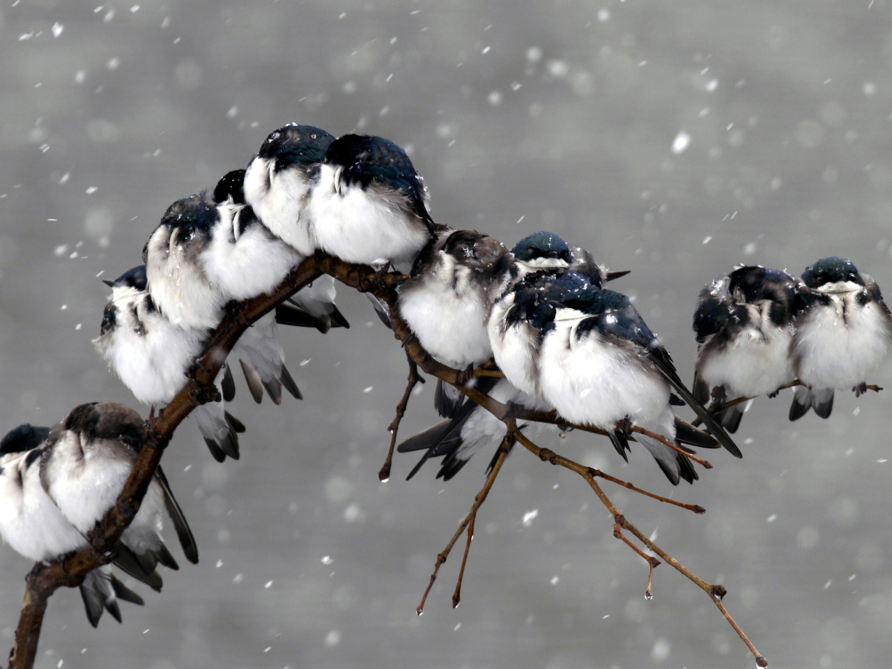Sfondi Frozen Sparrows 1280x960