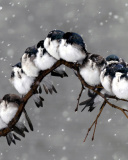 Sfondi Frozen Sparrows 128x160