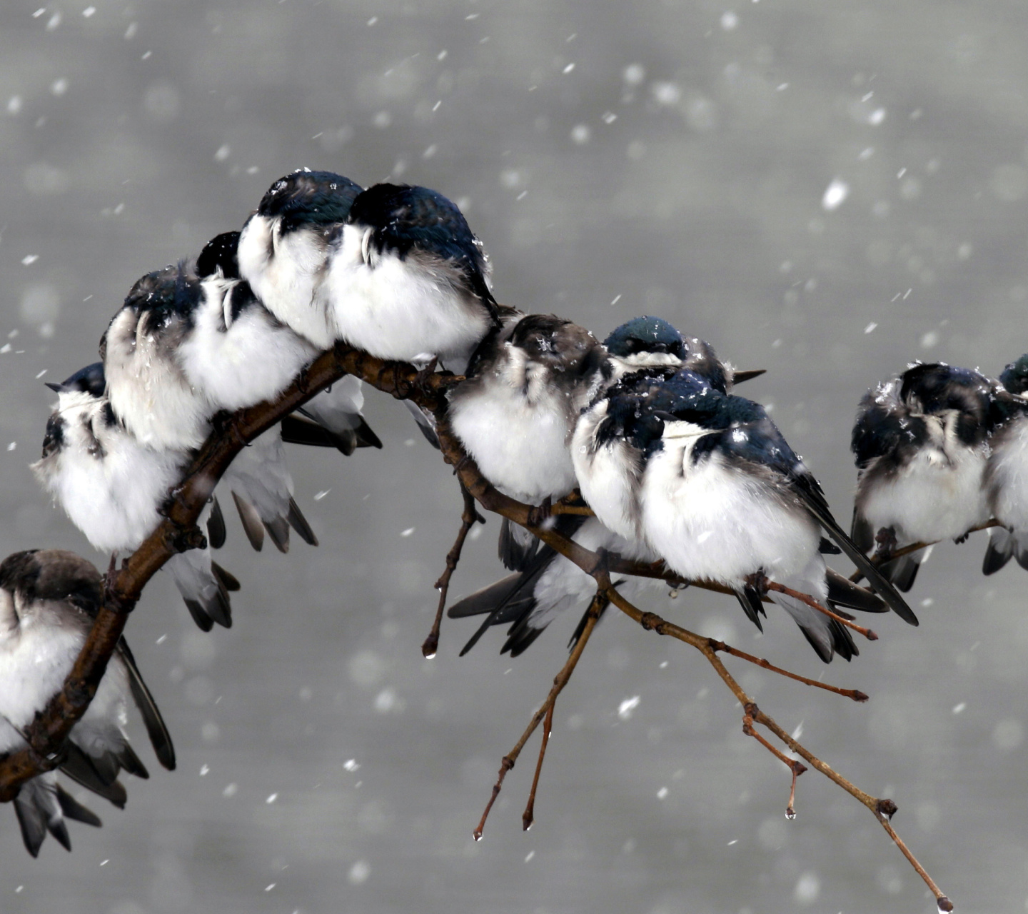 Fondo de pantalla Frozen Sparrows 1440x1280