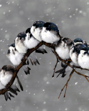 Frozen Sparrows screenshot #1 176x220