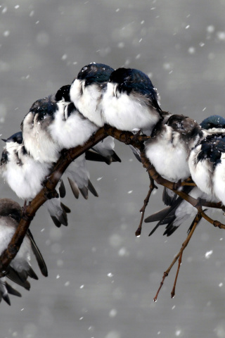 Sfondi Frozen Sparrows 320x480