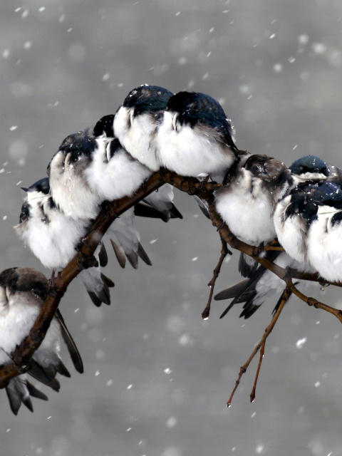 Frozen Sparrows screenshot #1 480x640