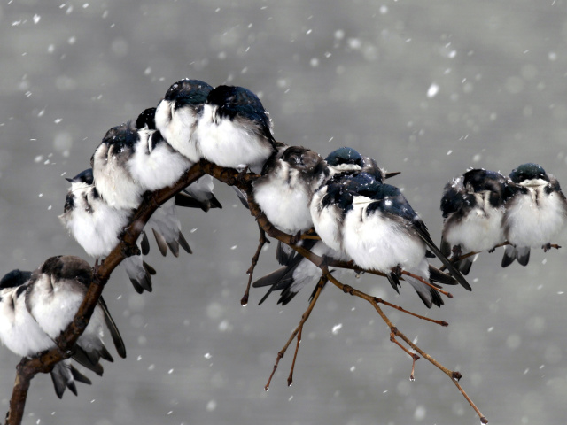 Das Frozen Sparrows Wallpaper 640x480