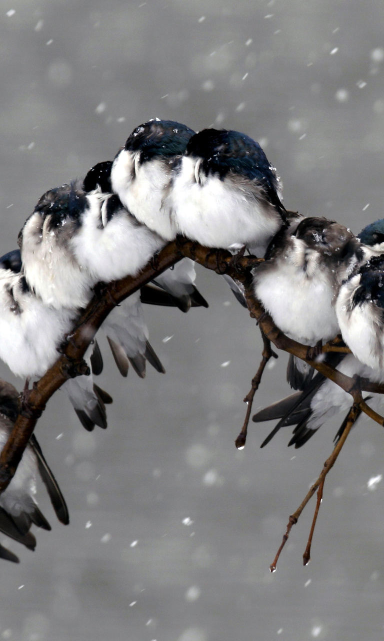 Sfondi Frozen Sparrows 768x1280