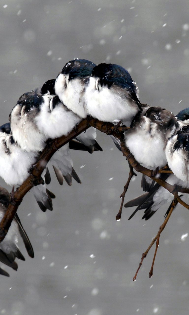 Fondo de pantalla Frozen Sparrows 768x1280