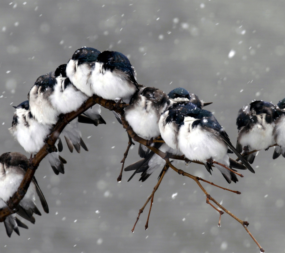 Обои Frozen Sparrows 960x854