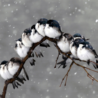 Frozen Sparrows - Obrázkek zdarma pro iPad
