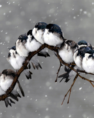 Frozen Sparrows sfondi gratuiti per Nokia Asha 308