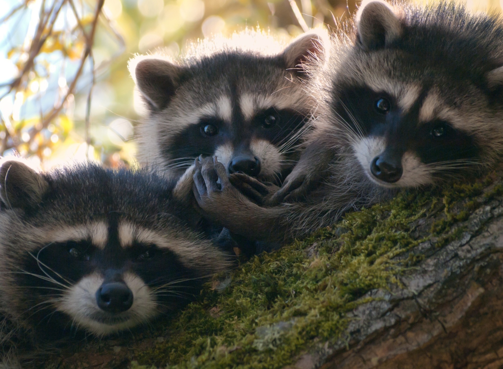 Обои Racoons 1920x1408