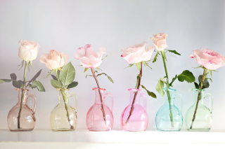 Roses In Vases - Fondos de pantalla gratis 