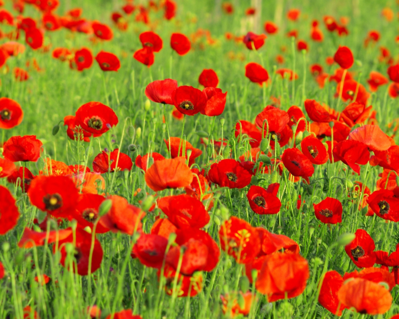 Das Beautiful Poppy Field Wallpaper 1280x1024