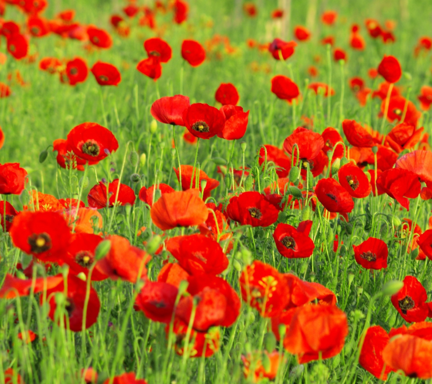 Обои Beautiful Poppy Field 1440x1280