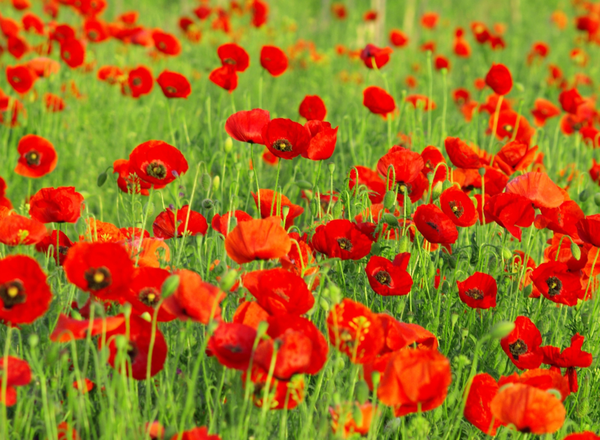 Beautiful Poppy Field wallpaper 1920x1408