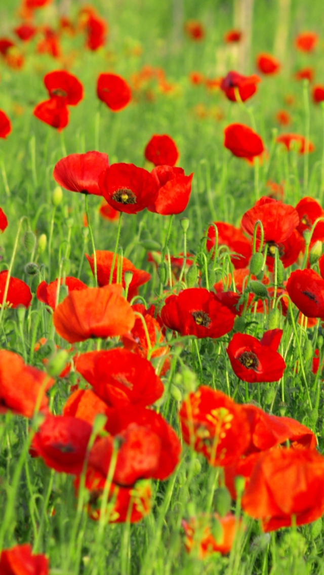 Das Beautiful Poppy Field Wallpaper 640x1136