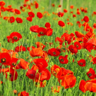 Beautiful Poppy Field - Obrázkek zdarma pro iPad mini