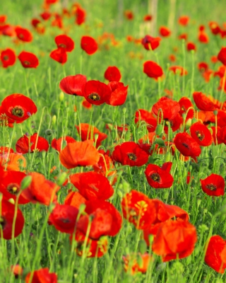 Free Beautiful Poppy Field Picture for Nokia X3-02