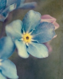 Screenshot №1 pro téma Blue Flowers 128x160