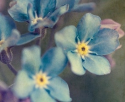 Screenshot №1 pro téma Blue Flowers 176x144