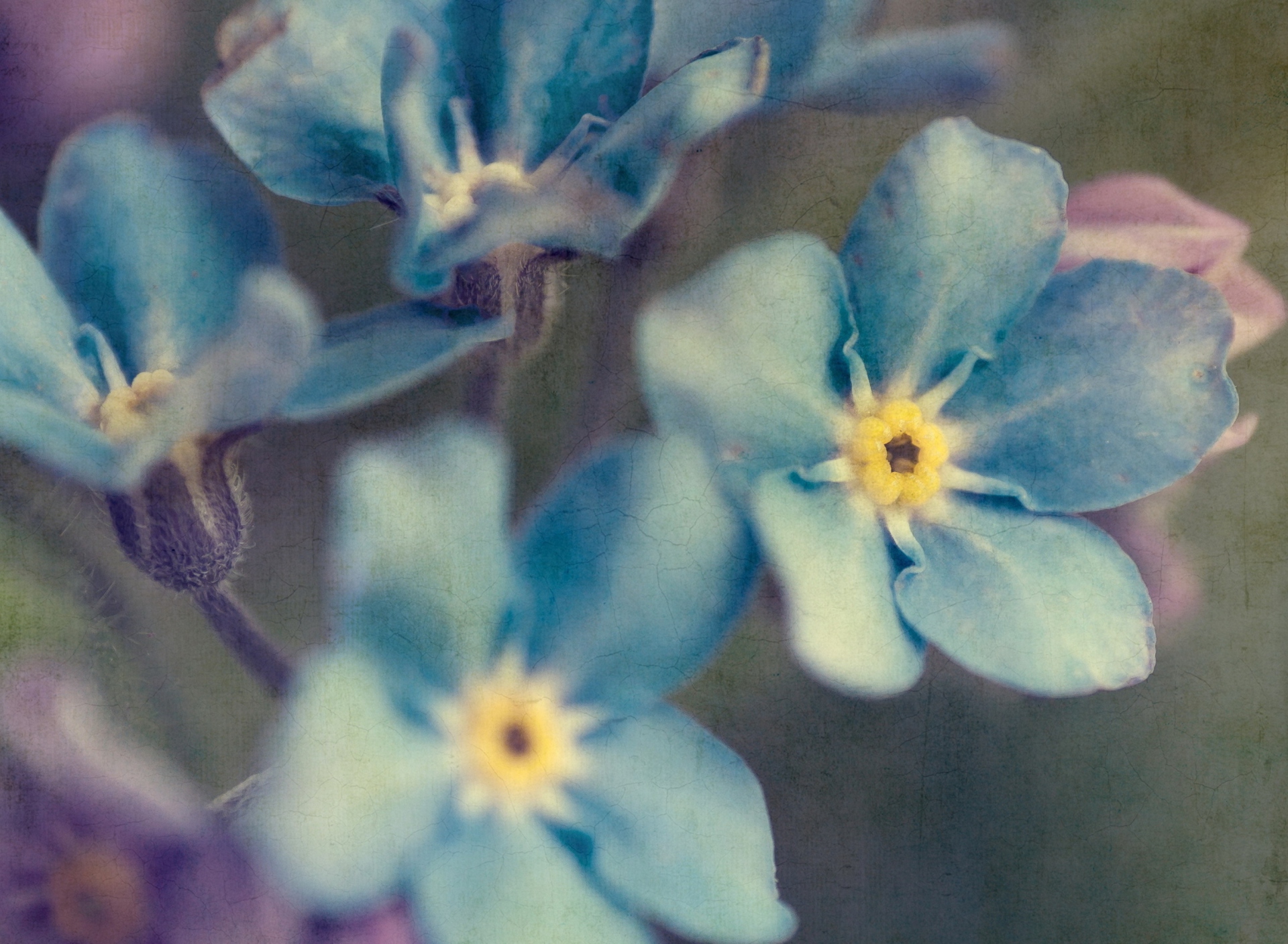 Screenshot №1 pro téma Blue Flowers 1920x1408