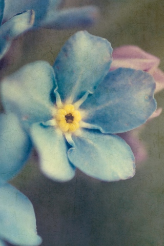 Das Blue Flowers Wallpaper 320x480