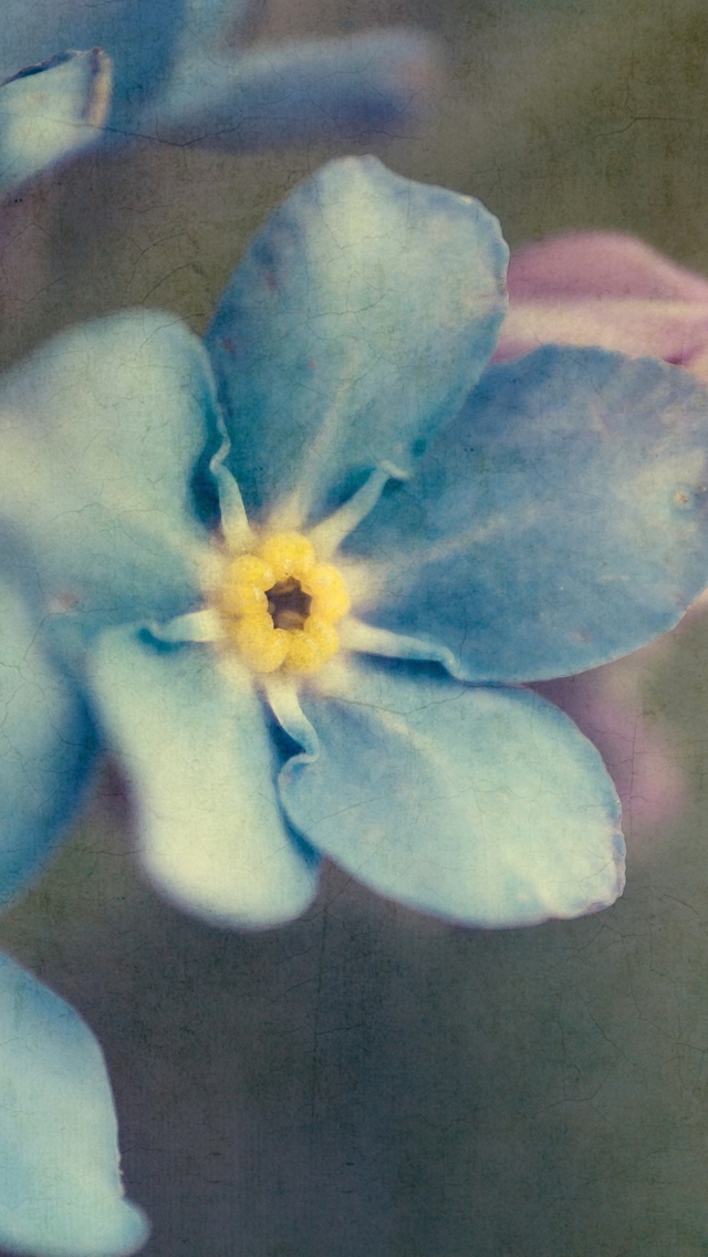 Обои Blue Flowers 640x1136
