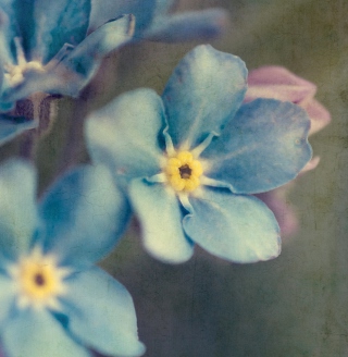 Kostenloses Blue Flowers Wallpaper für 1024x1024
